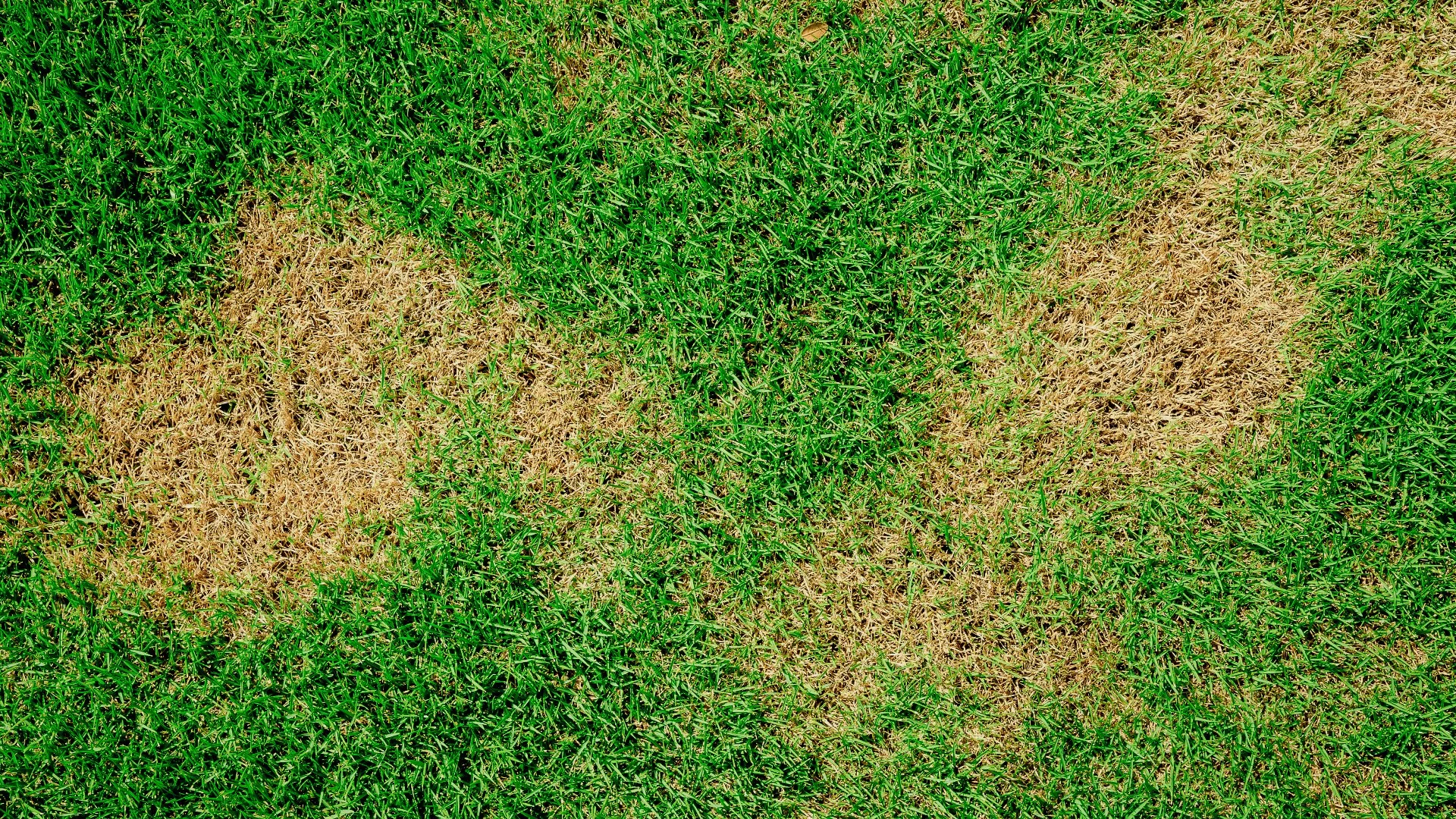 4 Lawn Diseases Pennsylvania Property Owners Should Watch Out For!