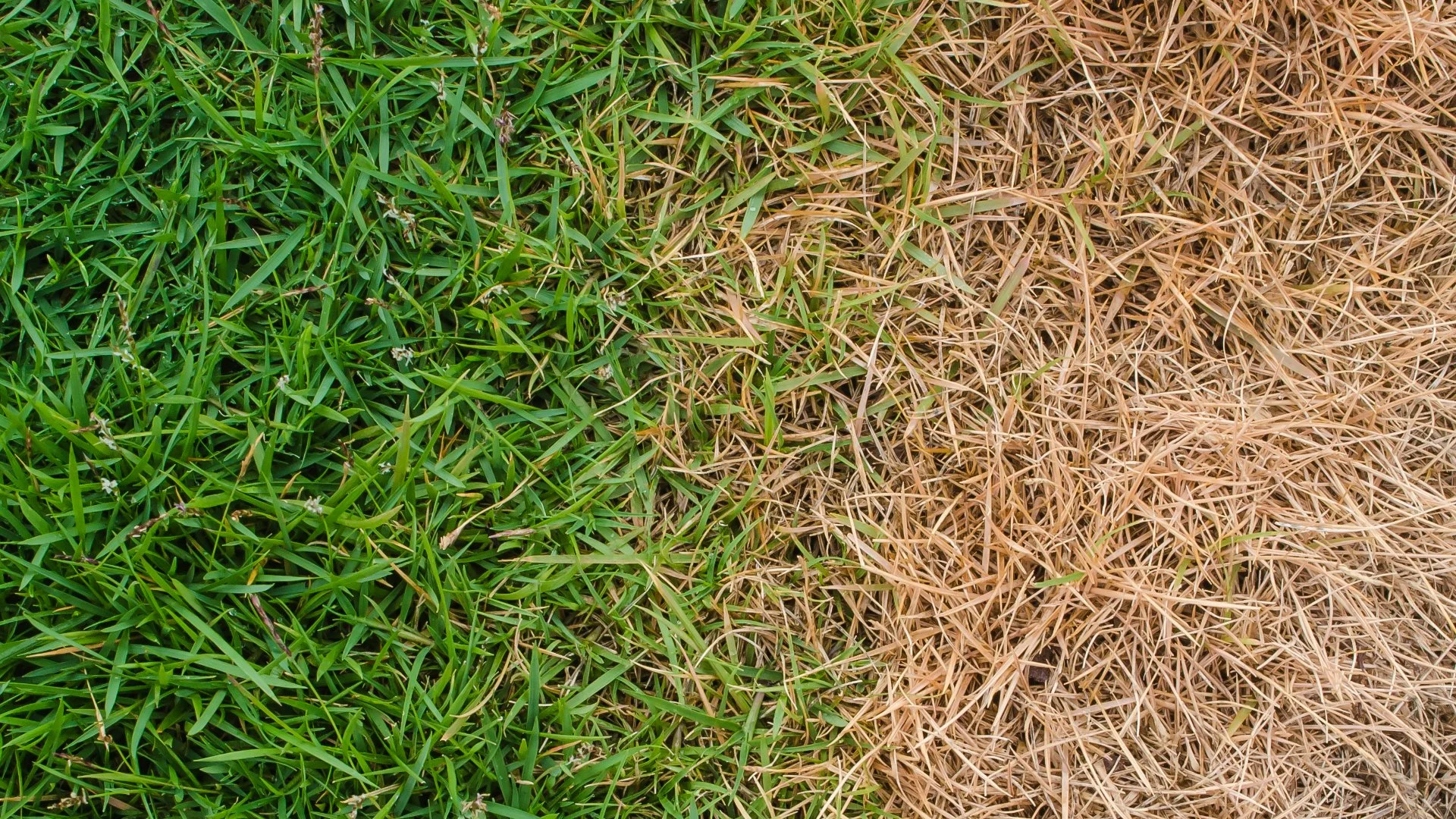 What Could Be Causing Your Lawn to Turn Brown?