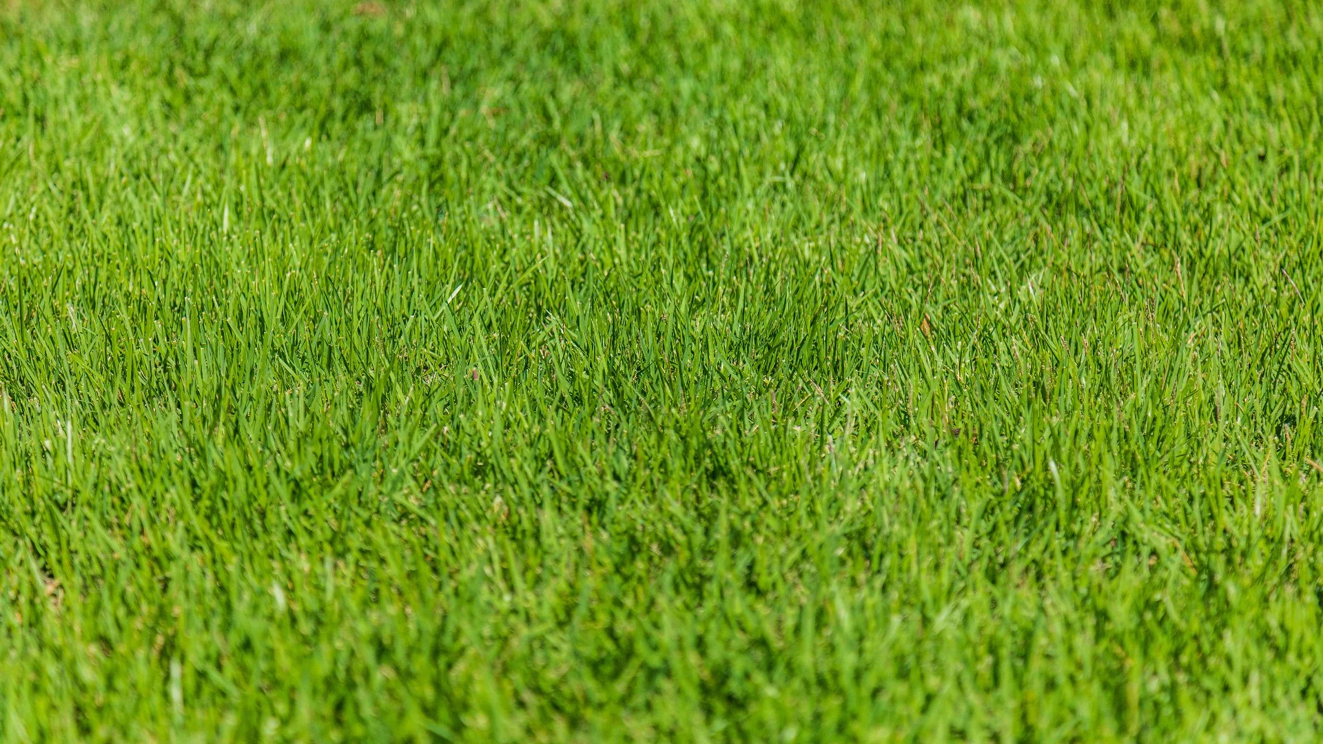Are There Circular Patches of Grass in Your Lawn? It Could Be Fairy Ring!