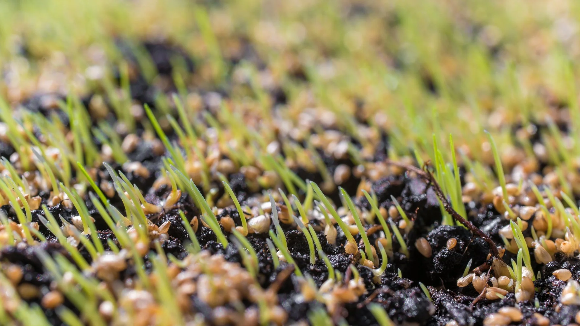 What Is Overseeding & When Should It Be Performed in Pennsylvania?