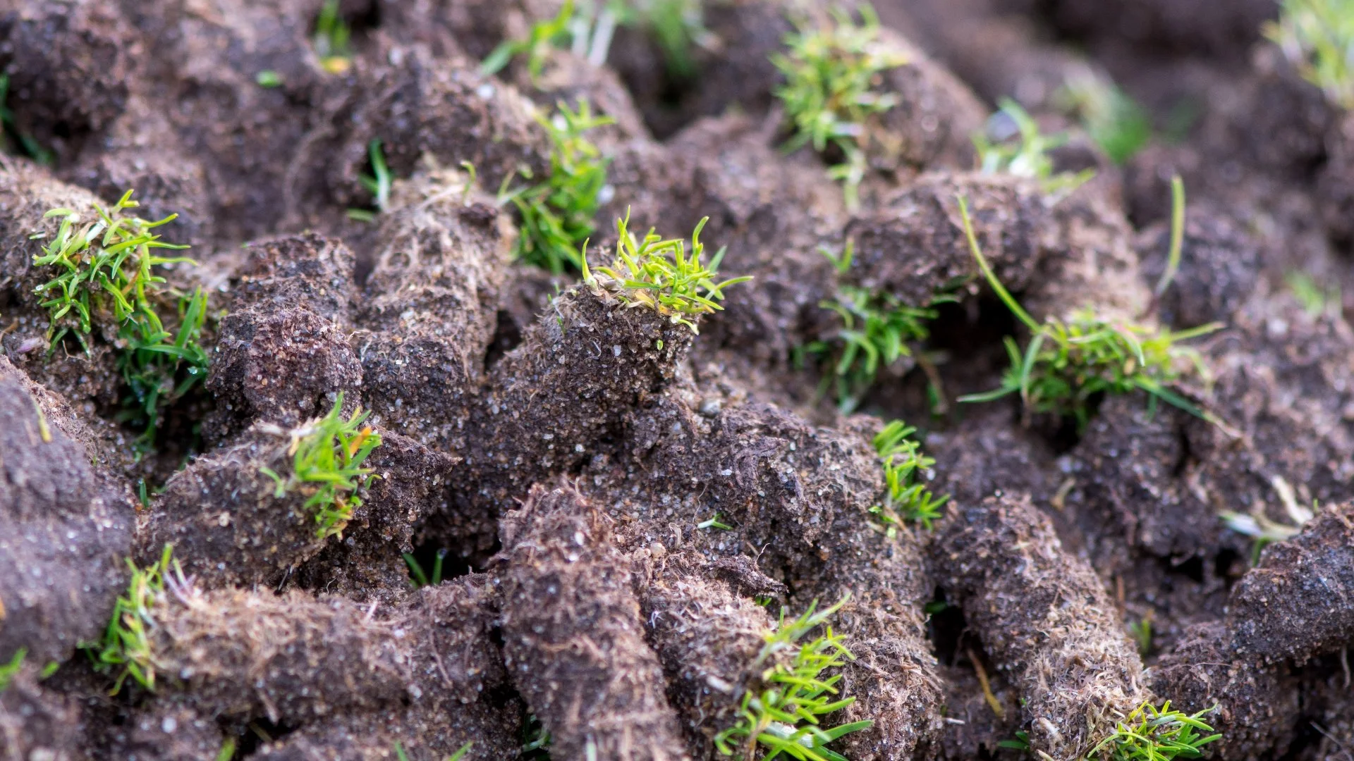 What Are the Clumps of Soil All Over My Lawn After It Was Aerated?
