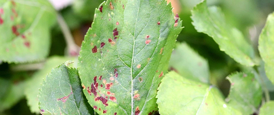 Close up on a leaf infected with Apple Rust disease due to lack of care in Chester Springs, PA.