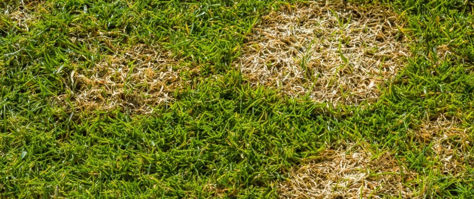 Brown patch lawn disease found in lawn in West Chester, PA.