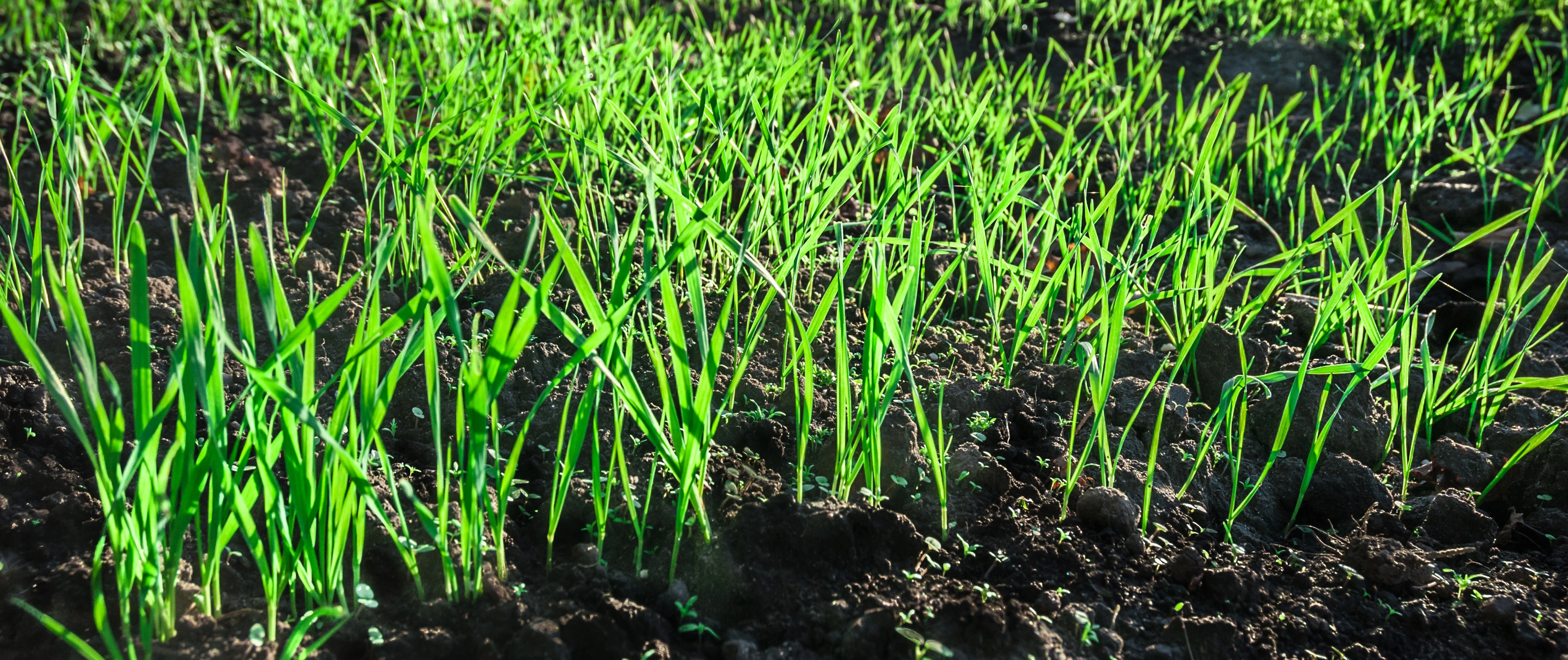 A close up of healthy green grass in Chester Springs, PA.