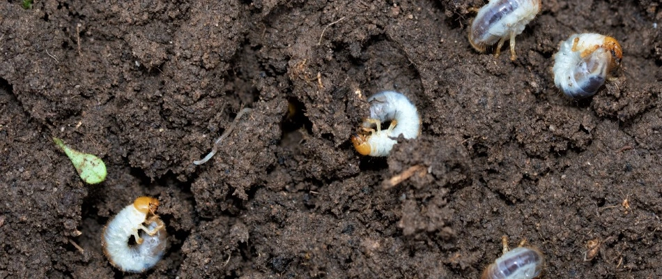 Grubs found in soil in Malvern, PA.