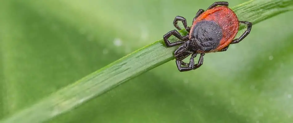 Large tick on a green leaf near Malvern, PA.