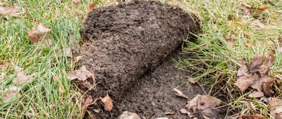 Lawn damage from grub infestation in Exton, PA.