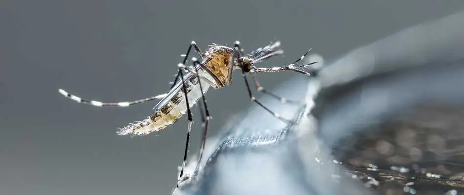 Mosquito on the edge of a fountain in West Chester, PA.