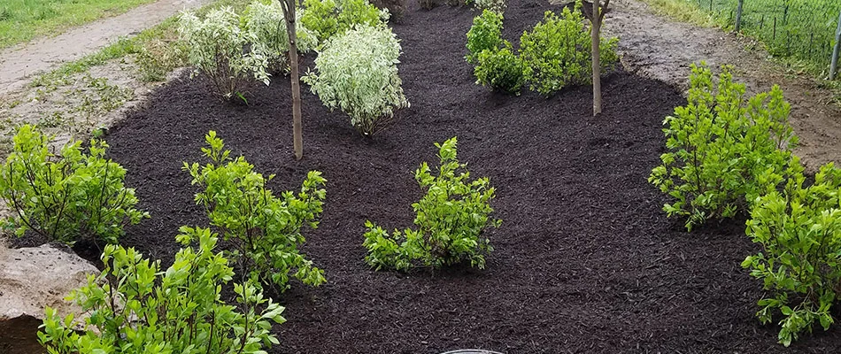 Mulch added to a clean landscape bed with healthy plants in Thorndale, PA.