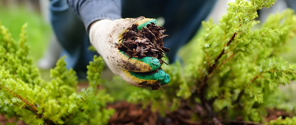 Our landscaping professional renewing mulch in a landscape bed by our client's home in Exton, PA.