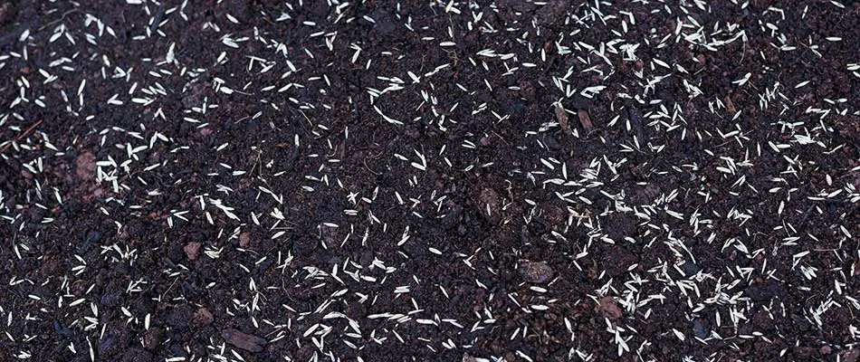 New lawn seeds in dark soil near Exton, PA.