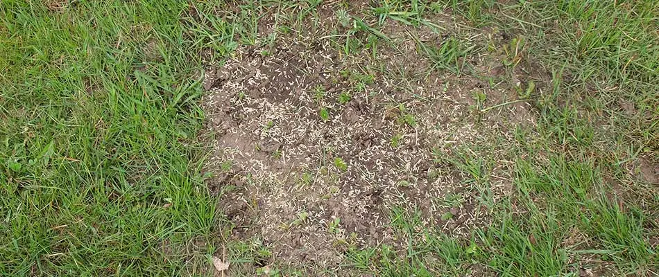 Patchy lawn with overseeding service near Malvern, PA.