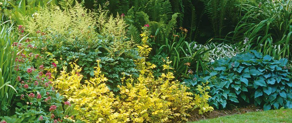 A landscape bed of various bushes and flowers by a home in West Chester, PA.