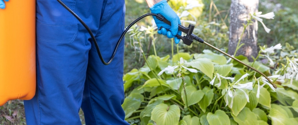 Professional applying weed control treatment to landscape bed in West Chester, PA.