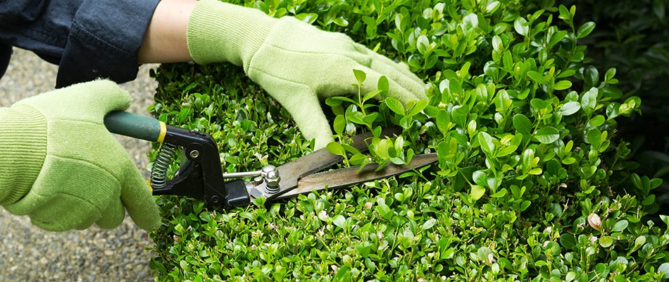 Gloved professional trimming a shrub in a landscape bed in Coatesville, PA.