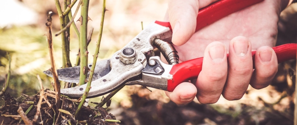 Paid of red shears in professional's hands pruning a plant in landscape bed in Malvern, PA.