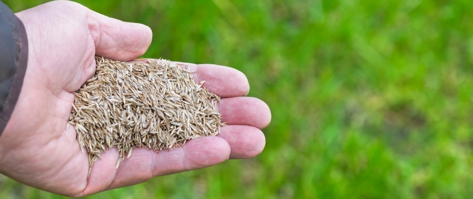 Seeds for overseeding service in hands in Exton, PA.