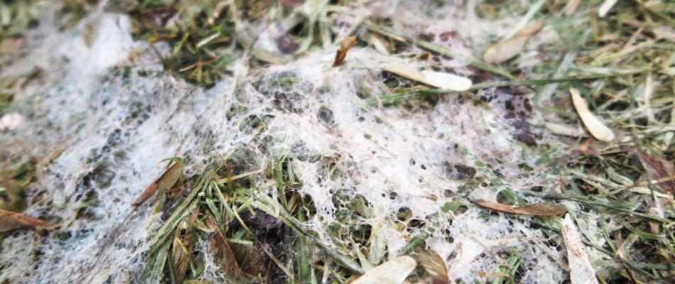 Snow mold lawn disease in client's lawn in Downingtown, PA.