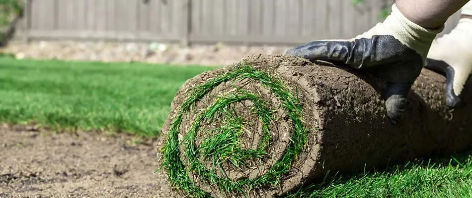 Sod being installed on a new lawn near Malvern, PA.