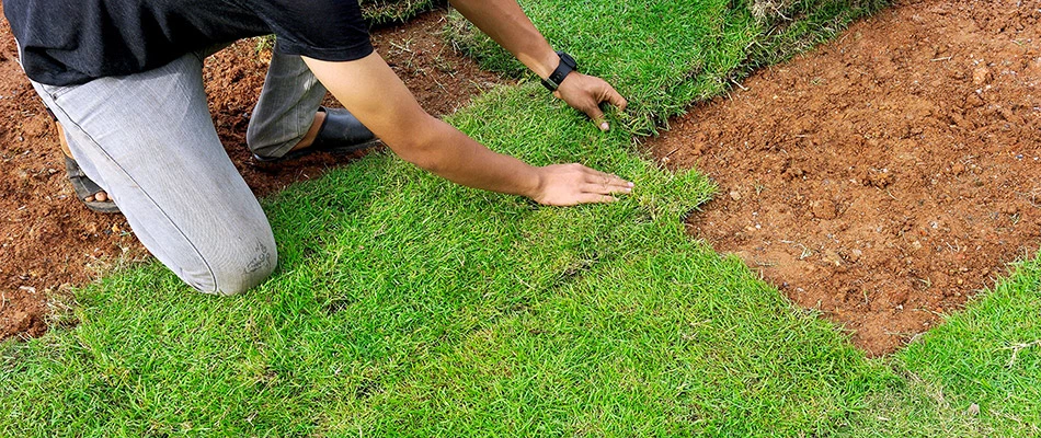 Sod being installed by a landscaping professional in Malvern, PA.