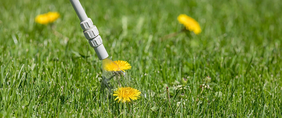Close up on our equipment spraying a weed on a customer's property in Malvern, PA.