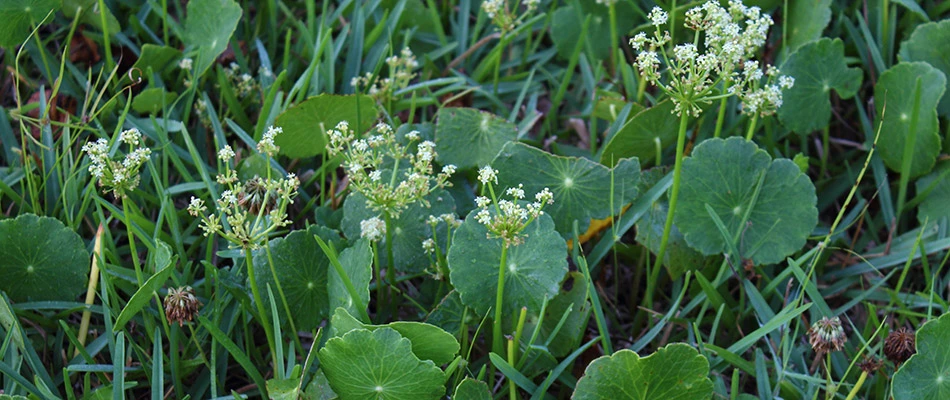 White flowered weeds by a potential customer's home in Downingtown, PA.