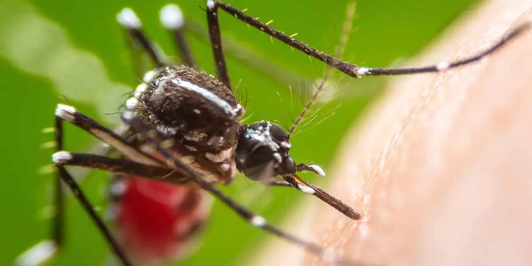 A mosquito biting an arm near West Chester, Pennsylvania.