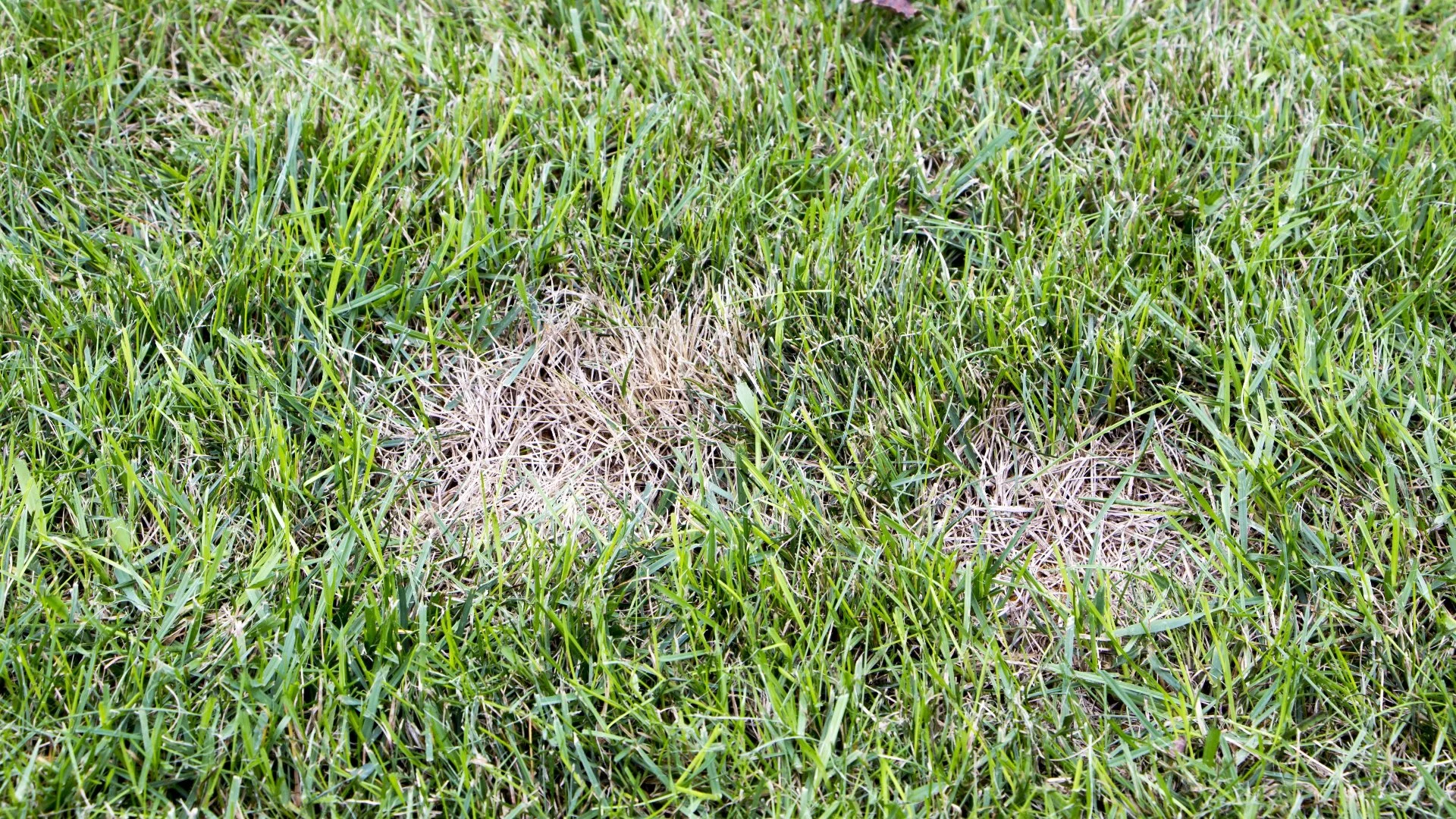 Tips for Making Lawn Diseases Less of a Threat
