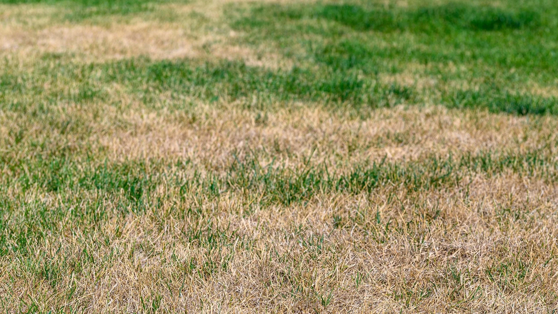 Tips on How to Help Your Lawn Recover From Fertilizer Burn
