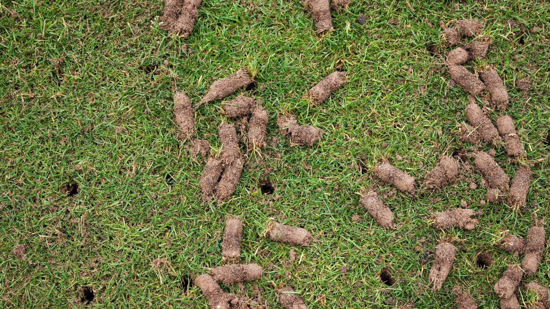 Which Is the Ideal Method for Aerating Your Lawn - Core or Liquid?