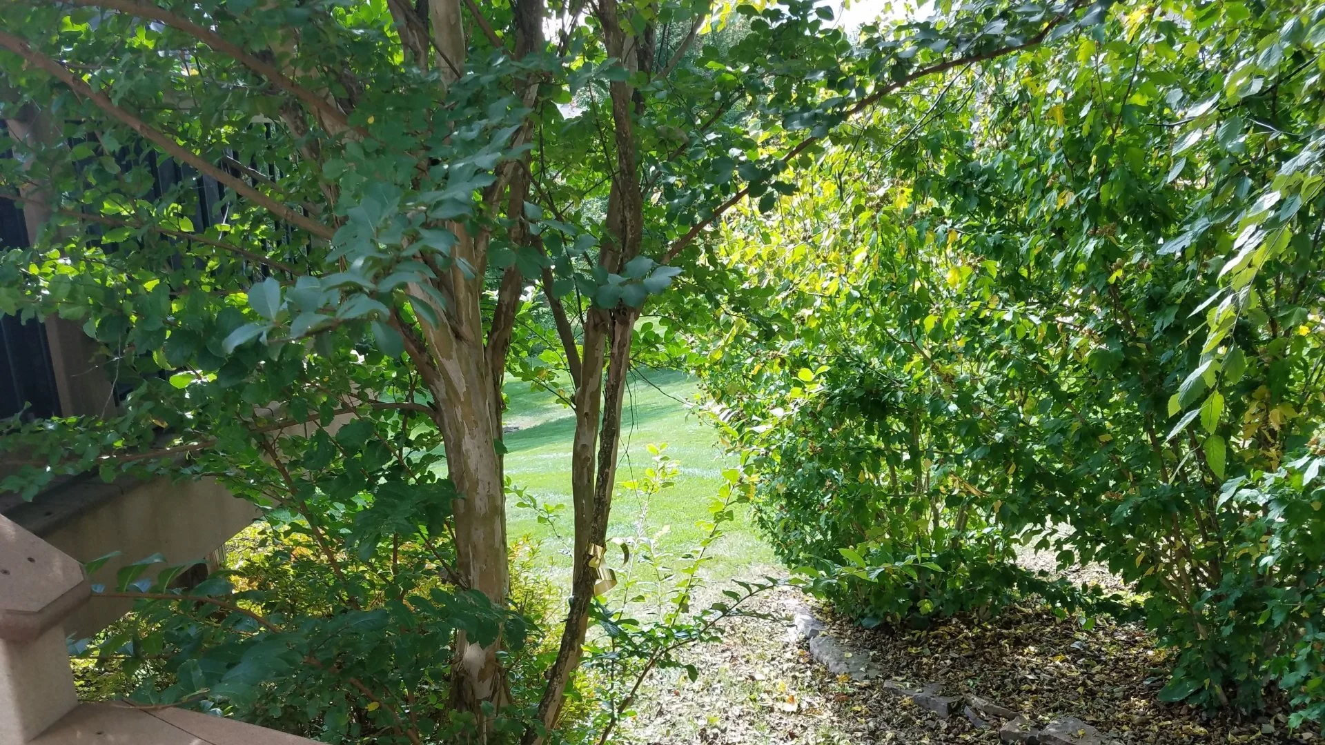 Did You Over-Prune Your Plants? Here's How to Tell