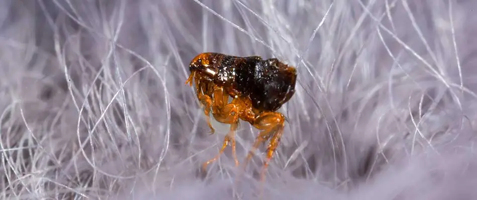 Close up photo of a flea in a pet's hair near West Chester, Pennsylvania.