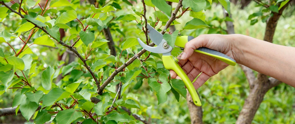 Professional pruning a shrub in Downingtown, PA.